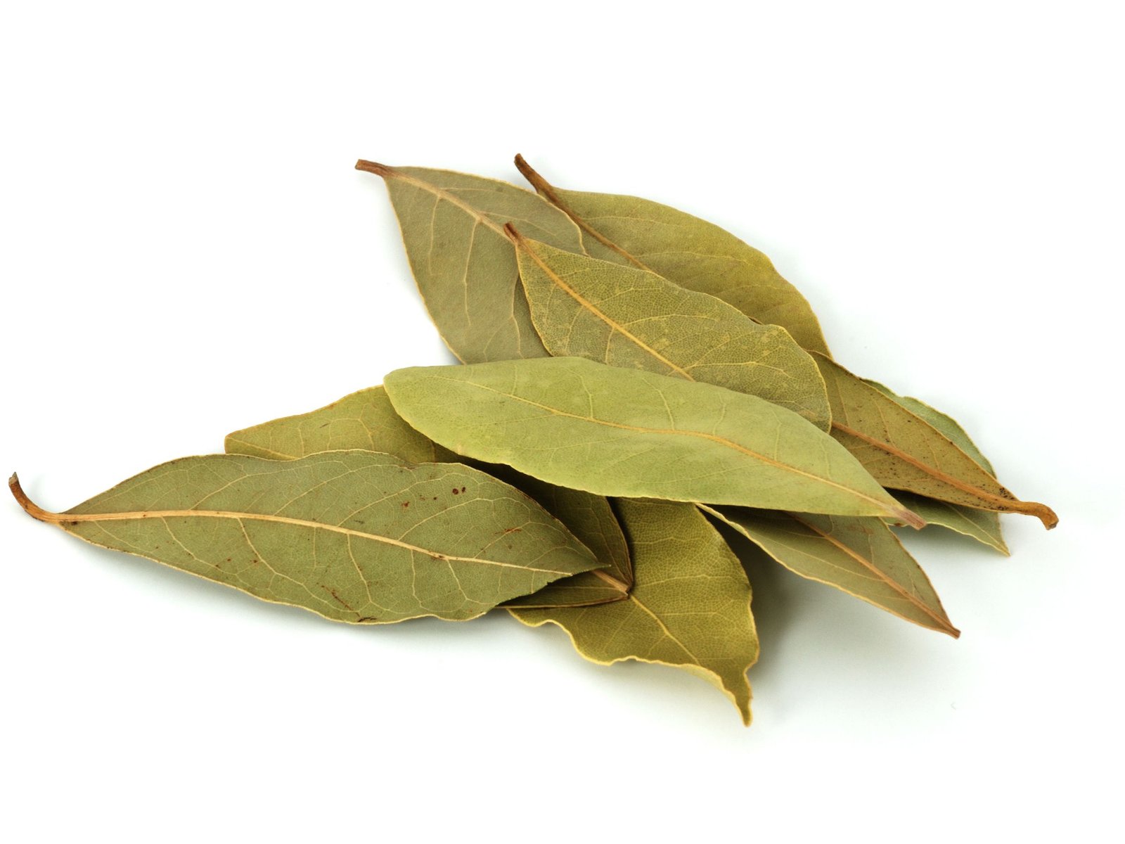bay laurel